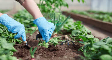 GARTENARBEITEN Hausmeisterservice Dunkel in Düsseldorf, Neuss und Köln